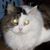 Mable Bantz's profile image