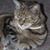Carol Collins's profile image
