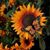 Melynda Gray Barnette's profile image
