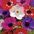 Karen Cadden's profile image