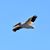 Beckie Whipple Smith's profile image
