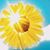 Diane Evans Frear's profile image