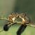 Hasiba Osmanovic's profile image