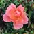 Eleanor Stoltz's profile image