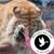 Chris Corr's profile image