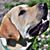 Canine Philip's profile image