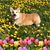 Cindy Harrison Delong's profile image