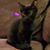 Cat Niven Glaze's profile image