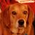 Riley Zebley's profile image