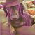 Angelo Simone's profile image