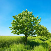 luckyduck's profile image