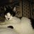 Tamara Brouard's profile image