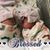 Roxanne Schultz's profile image