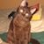 'Rachel Heynneman's profile image