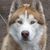 Dakoda Bear's profile image