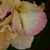 Kelly Crowe's profile image