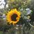 Judy Bishop's profile image