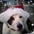 Dara L. Sharp's profile image