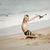 Danielle Petrosky Goodman's profile image