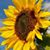 Dave LaForest's profile image