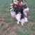 Shari Singleton's profile image