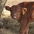 Doni Krahmer-Yearout's profile image