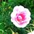 Jenny Hankinson's profile image