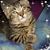 Laura Kneipp's profile image