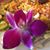 Wendy Goska's profile image