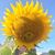 Liz Hayes's profile image