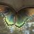 Lougenia Johnston's profile image