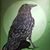 Michael Crowe's profile image
