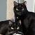 Cindy Buehrle Richman's profile image