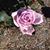 Linda Lockhart's profile image