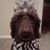 Lynn Marderosian-Korito's profile image