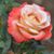 AmirHossein Ghobadpour's profile image