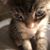 Eliza Doolittle-Butterworth's profile image