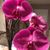 Michele Schraven's profile image