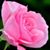Romani Thaler's profile image