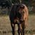 Jennifer Arrington's profile image