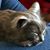 Cheryl Boswell's profile image