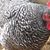 Sherri Cowden's profile image