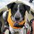 Carol Loranger's profile image