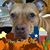 Anita Partridge Harris's profile image