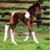Northwest Pinto's profile image