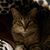 Cathy Briddick Ernst's profile image