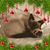 Renae Nylander's profile image