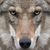Daniel W. Forbess's profile image