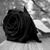 Elvira Garcia's profile image