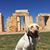 Leslie M Meaux's profile image